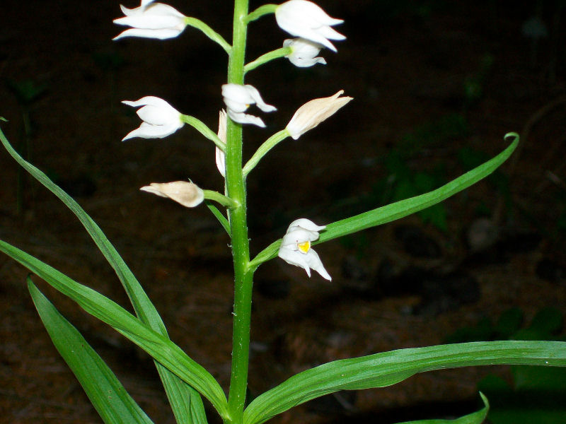 Cypripedium calceolus & C.